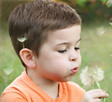 Little boy blowing a dandelion clock